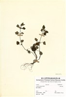 藏品(華野芝麻)的圖片